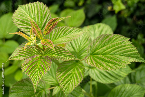 A raspberry bush grows in the garden. Light green young leaves. Raspberry agricultural garden bush.