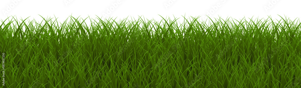 Obraz premium green grass isolated on white