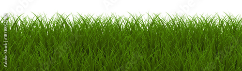 green grass isolated on white