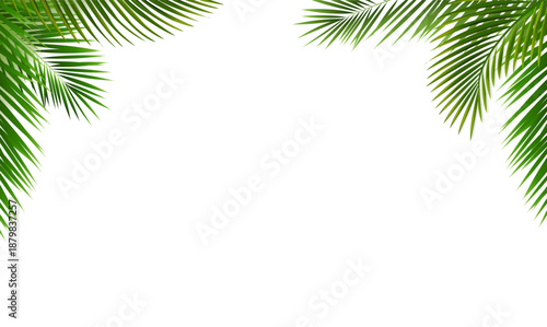 Green Palm Leaf Frame Isolated White Background