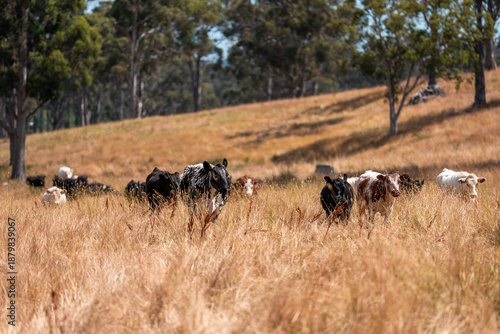 Wallpaper Mural Beef Angus and Wagyu cows grazing in a field in a dry summer. Cow Herd on a farm practicing regenerative agriculture on a farming landscape. Fat Cattle at dusk Torontodigital.ca
