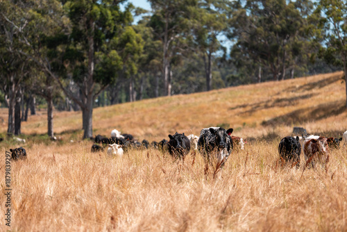 Wallpaper Mural Beef Angus and Wagyu cows grazing in a field in a dry summer. Cow Herd on a farm practicing regenerative agriculture on a farming landscape. Fat Cattle at dusk Torontodigital.ca