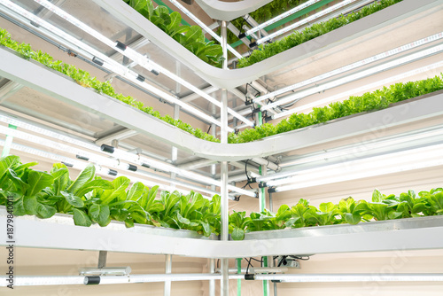 Food security, Indoor Vertical Farming, hydroponic lettuce under LED lights, Smart Agriculture, Greenhouse in the future.