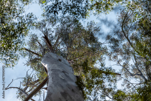 Fotografija beautiful gum Trees and shrubs in the Australian bush forest