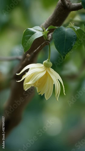 Wallpaper Mural Elegant Ylang-Ylang flower with lush green leaves, perfect for commercial fragrance, wellness, and botanical design projects Torontodigital.ca