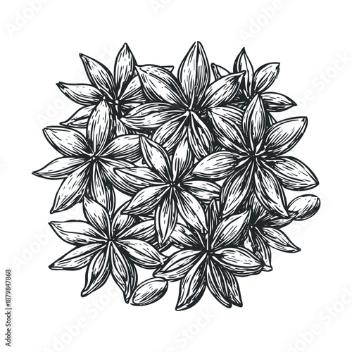Handdrawn star anise pods arranged together, perfect for culinary packaging, recipe book covers, kitchen decor, or spice brand logos.