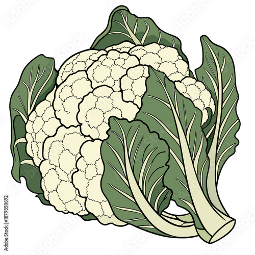 Fresh Cauliflower with Green Leaves Vector Illustration