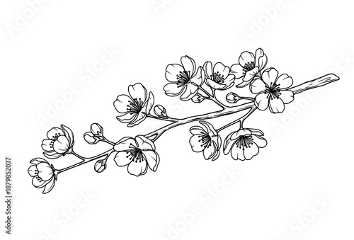 Hand Drawn Blossoming Tree Branch Black and White Botanical Vector Illustration Symbol of Spring