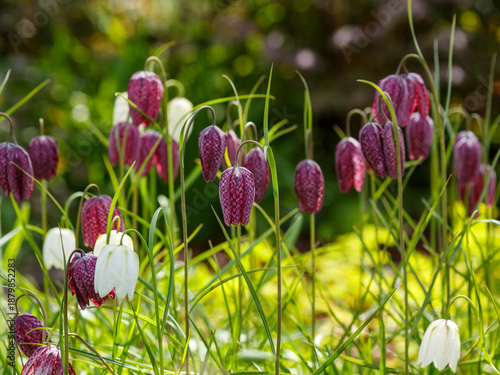 Photos Fritillaria melegris ( Latin- Fritillaria melegris ) is a perennial herbaceous p