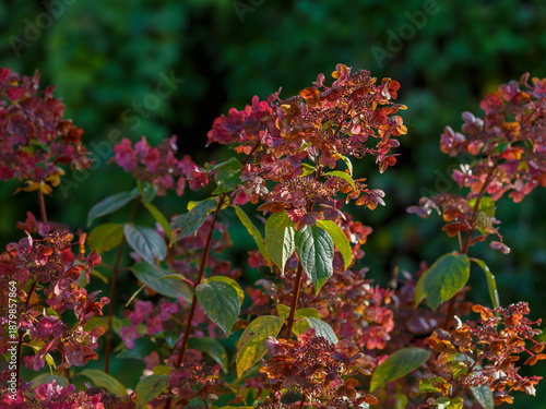 Bild auf Leinwand Hydrangea paniculata Wim's Red in the Autumn Garden