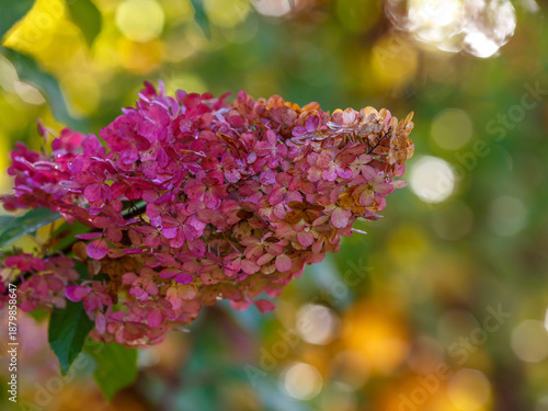Hydrangea paniculata Fraise Melba in the Autumn Garden