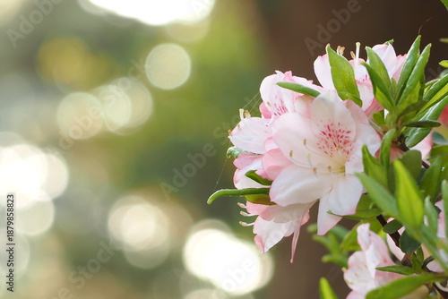 植物　花　夕方　風景　光