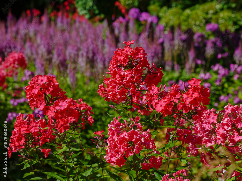 Obraz premium A beautiful Phlox paniculata blooms in the garden. A close-up of the bright red phlox paniculata flowers. Astilbe chinensis Superba in autumn garden