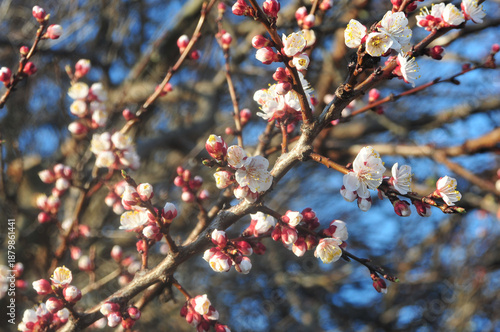 Spring Blossom of an Apricot Tree.