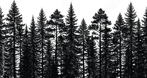 Black pine forest silhouette background with evergreen coniferous trees woodland wilderness nature scene and cad drawing flat vector illustration collection