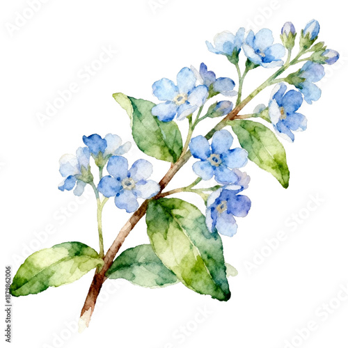 [Transparent Background PNG]Watercolor Forget-Me-Not Flower Branch Illustration