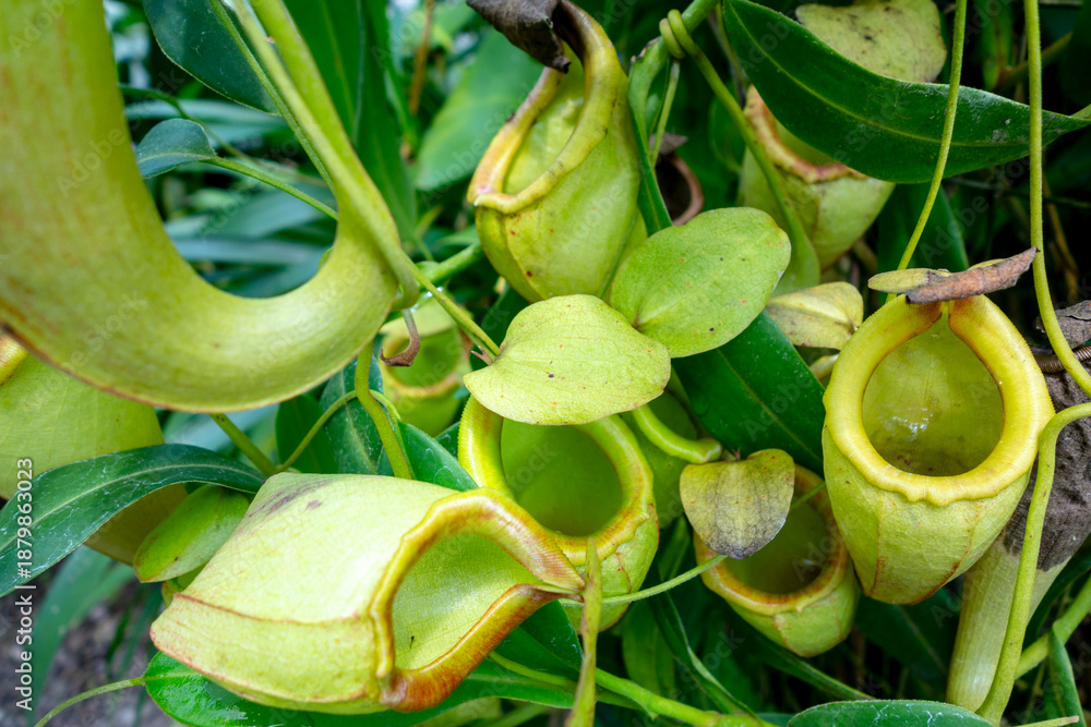 Obraz premium Close-up of nepenthes plant with vibrant green traps and tropical leaves