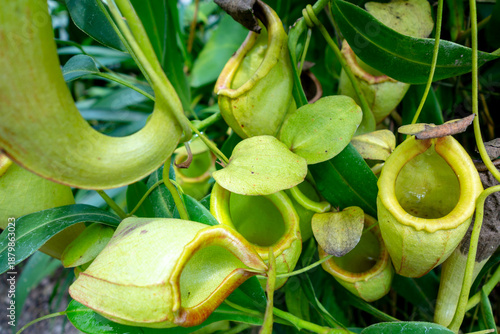 Close-up of nepenthes plant with vibrant green traps and tropical leaves