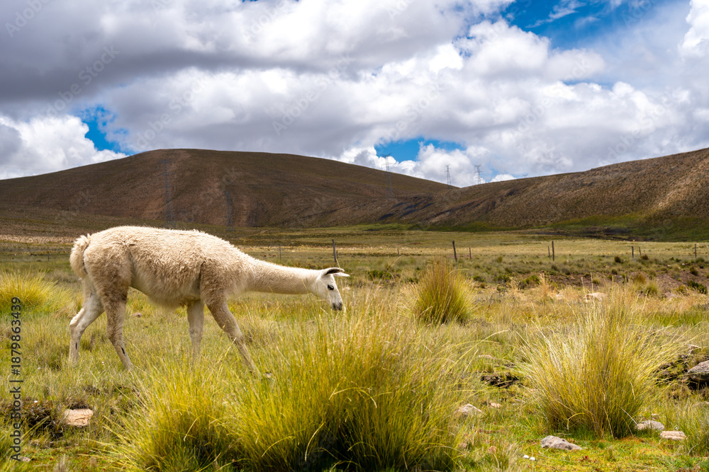 Obraz premium White Llama Grazing on the Peruvian Highland Plain