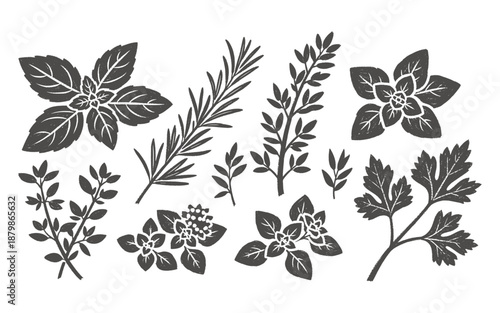 Assorted herb silhouettes vector illustration including rosemary thyme and parsley leaves