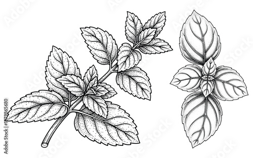 Fresh mint leaves vector illustration set with detailed line art and engraving technique