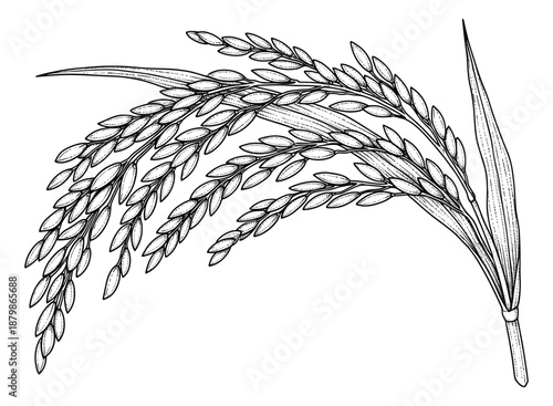 Rice plant stalk vector illustration with ripe grains and long leaves in traditional style