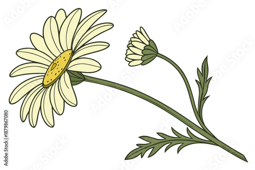 vector illustration of a camomile
