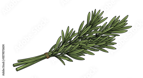 Lifelike color illustration of a bundle of fresh rosemary herbs tied together with a small string for use in cooking and aromatherapy.