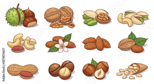 Detailed illustration of many different types of nuts including walnuts almonds peanuts pistachios and chestnuts in various states.
