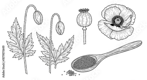 Detailed botanical sketches of the poppy plant showing the flower petals buds seed pods and a spoon full of edible poppy seeds.