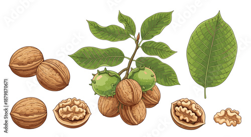Beautiful botanical illustration of walnuts growing on a leafy branch with individual whole and halved nuts shown in detail below.