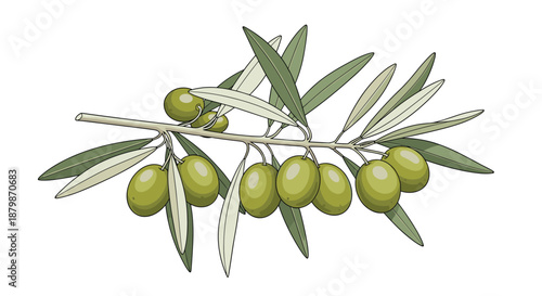 Realistic color illustration of an olive branch laden with ripe green olives and silver green leaves for Mediterranean themes.