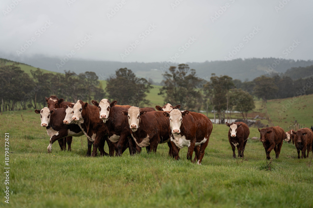 Fototapeta premium australian cows on a farm practicing Regenerative Beef Farming, Carbon Neutral Ranching, and Soil Health