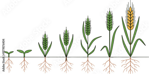 Wheat plant growth stages from seedling to mature grain with roots shown in educational flat vector illustration