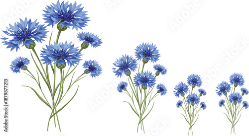 Blue Cornflower Floral Vector Set with Delicate Wild Flowers and Stems for Botanical Design and Nature Illustrations