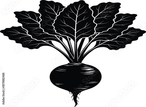 Black and White Beetroot Illustration with Large Leaves Isolated on White Background for Organic Farm Branding Healthy Food Packaging Design and Botanical Vector Art