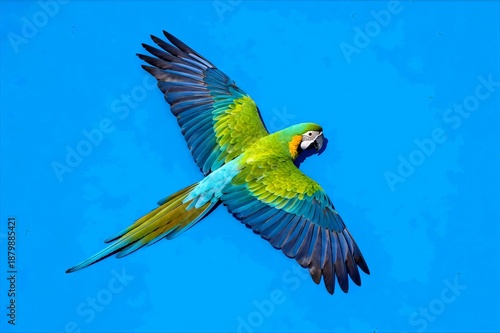 Macaw flying over solid blue background