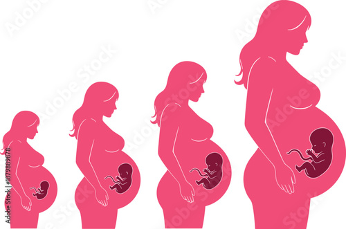 Pregnancy stages silhouette illustration isolated on white background, woman maternity growth timeline with fetus development concept for healthcare, education, and medical design