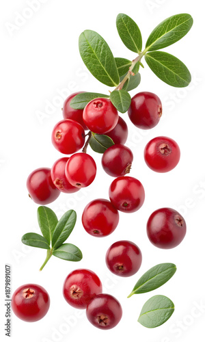 Wallpaper Mural Lingonberries Falling and Isolated on White Background - Fresh Wild Berries with Green Leaves, Healthy Food Torontodigital.ca