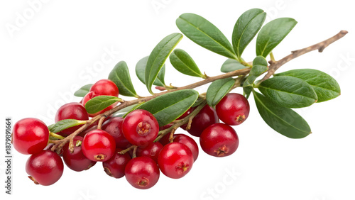 Ripe Lingonberries on a Twig with Green Leaves Isolated on White Background, Fresh Forest Fruit