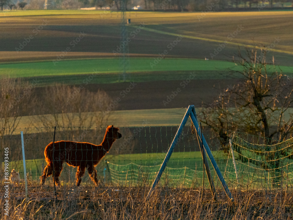 Naklejka premium Lama auf einer Weide