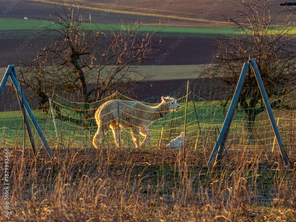 Fototapeta premium Lama auf einer Weide