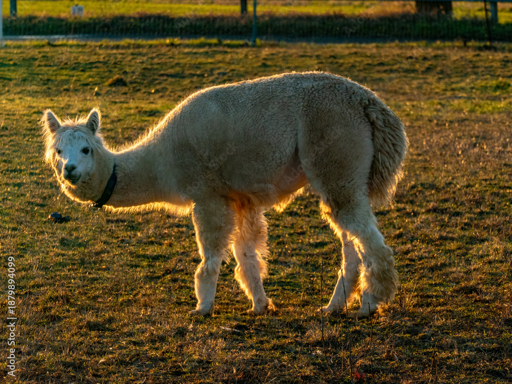 Obraz premium Lama auf einer Weide