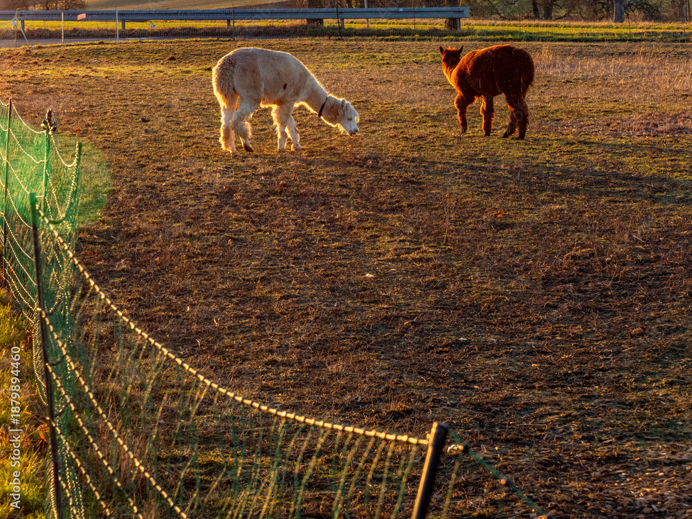 Obraz premium Lama auf einer Weide