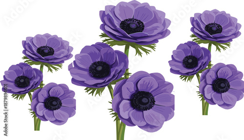 Purple anemone flower set realistic botanical floral elements isolated flat vector illustration for spring design