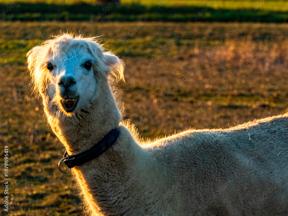 Obraz premium Lama auf einer Weide