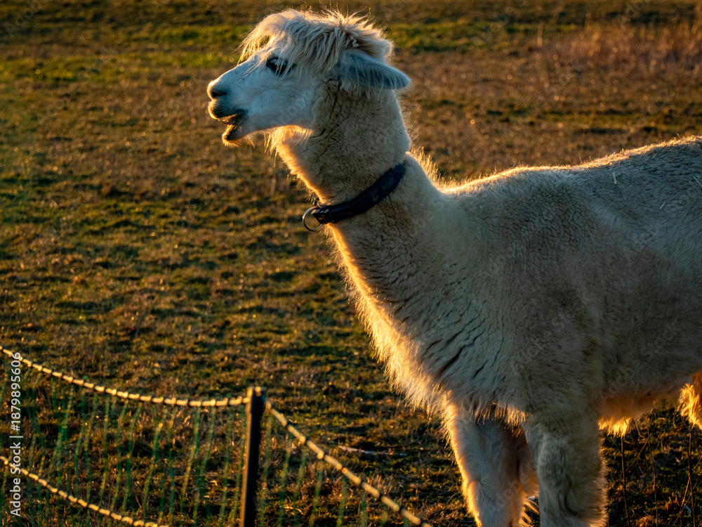 Obraz premium Lama auf einer Weide
