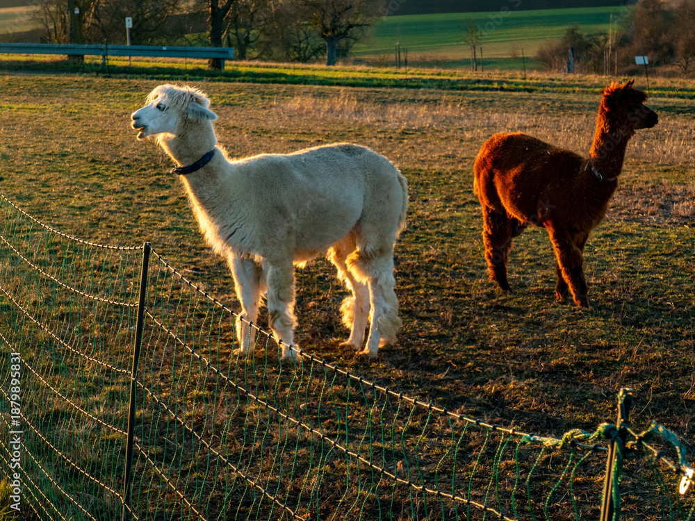 Obraz premium Lama auf einer Weide