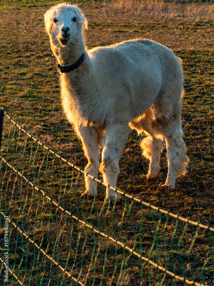 Obraz premium Lama auf einer Weide