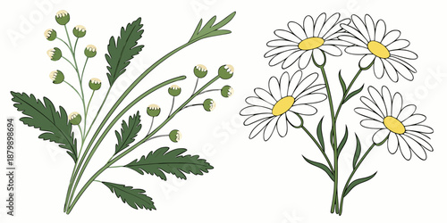 White daisy flowers with yellow centers and green leaves isolated on a white background represent a beautiful summer chamomile blossom bouquet in a natural herbal flora garden